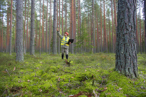 A forest engineer with a computer in his hands works in the forest.