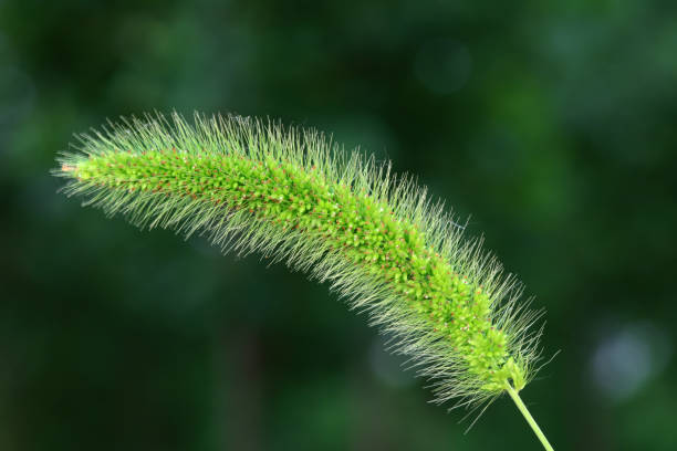 istock Green bristlegrass Spike inflorescence 2019899207
