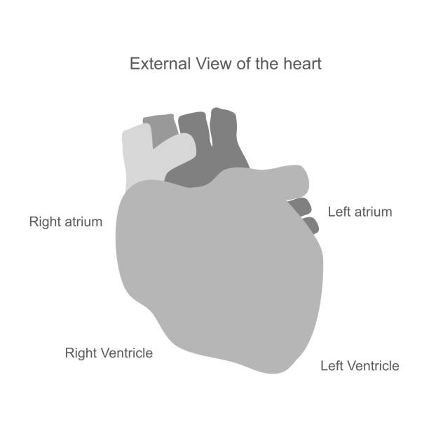 30+ External Heart Anatomy Stock Photos, Pictures & Royalty-Free Images
