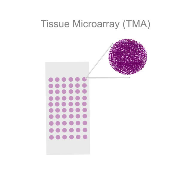 illustrazioni stock, clip art, cartoni animati e icone di tendenza di il vetrino tissue microarray (tma) contiene i vari piccoli campioni che possono mettere a fuoco e amplificare per il rilevamento del bersaglio. - microarray