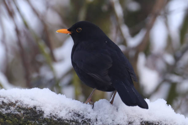 istock Merle noir (Turdus merula) - femelle 2019905581