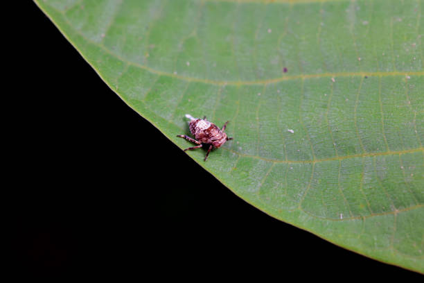 Hemiptera wax Cicadellidae insects on wild plants, North China