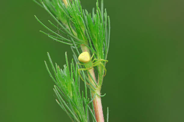 Spiders in the wild, North China