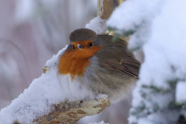 istock Rougegorge familier ( Erithacus rubecula ) 2019915119