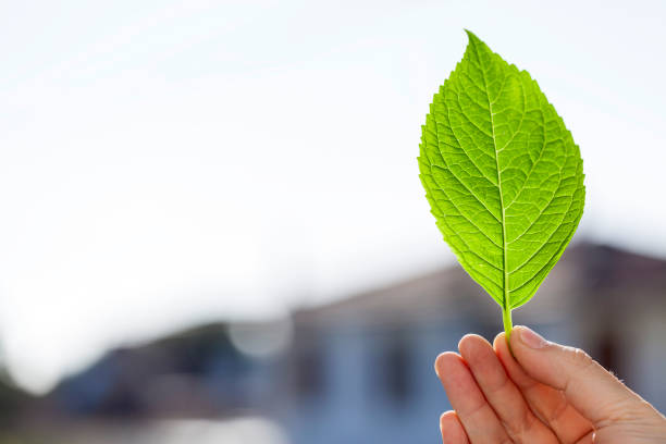 Close up holding hand green leaf
