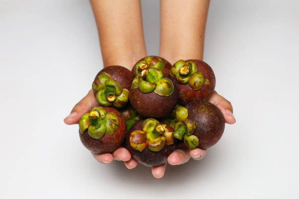 Asian woman holding Mangosteen isolated on white background.