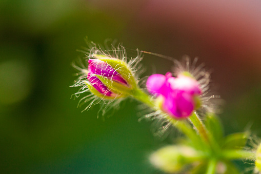 Stem with blooming buds of pink geranium. Delicate flower closeup. The beginning of the life of indoor plants stock photo