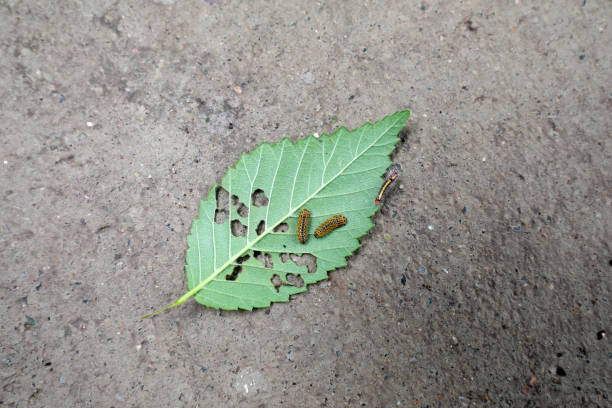 Insects on green leaves, North China