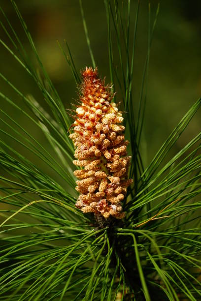 istock Close-up of flowering pine tree - Pinus 2019926113