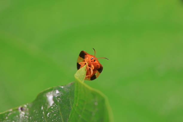 Close up photo of red ladybug on child's hands. Shot under daylight in outdoor.
