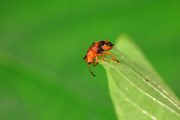 Hispidae family insect crawl on plants, North China