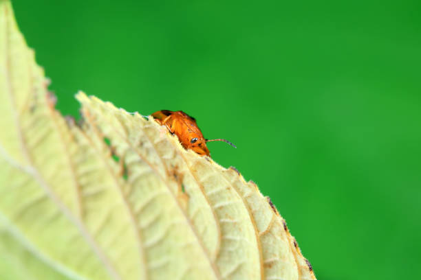 Hispidae family insect crawl on plants, North China