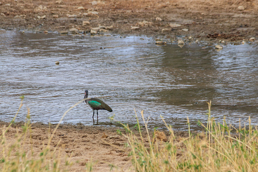 Hadeda ibis (Bostrychia hagedash) in Tarangire National Park, Tanzania