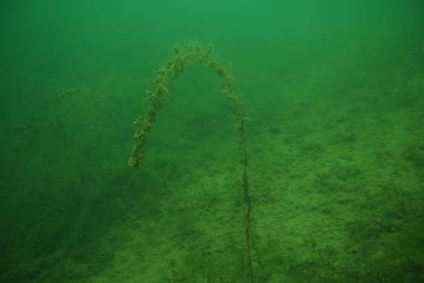 Photo of a underwater grass