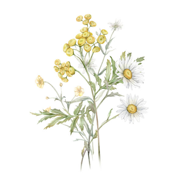 Watercolor Daisy and tansy. Hand drawn illustration of Chamomile and little violet bell. bouquet of white blossom flowers on isolated background. Drawing botanical. Painted wildflowers.