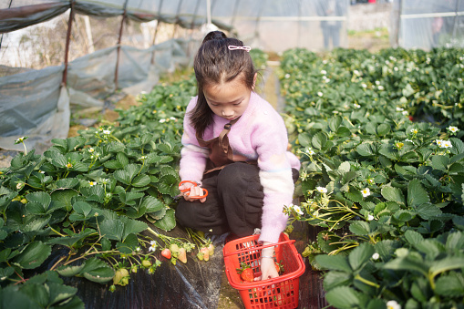 Asian children picking strawberries