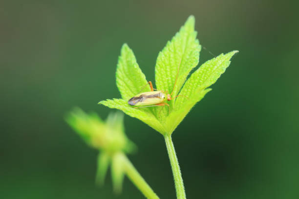 Hemiptera bugs in the wild, North China