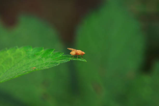 Drosophila suzukii Spotted Wing Fruit Fly Insect. Digitally Enhanced Photograph.