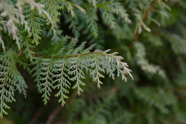 istock Evergreen boughs, pine branch, closeup evergreen 2019951348