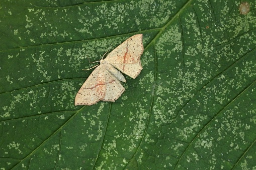 Maiden's Blush (Cyclophora punctaria) adult at rest on leaf\n\nEccles-on-Sea, Norfolk, UK.            August