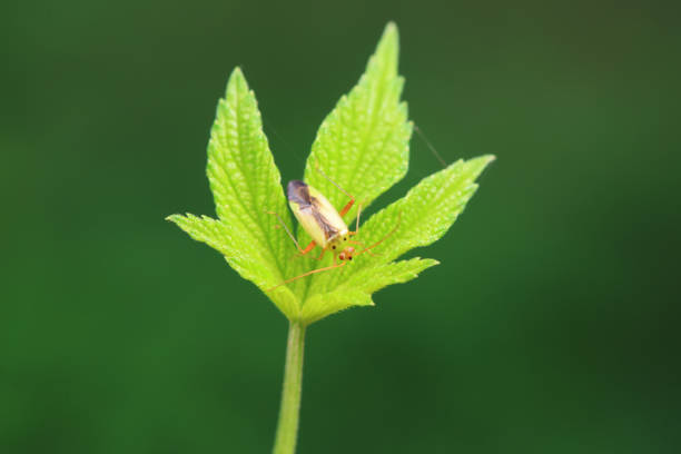 Hemiptera bugs in the wild, North China