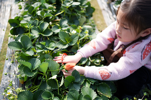 Children picking strawberries