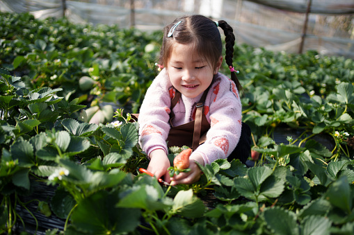 Children experiencing strawberry picking