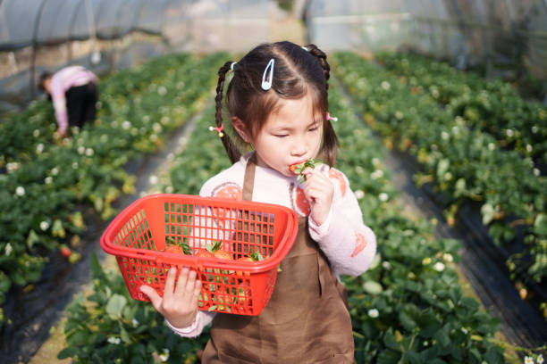 little girl eating strawberries