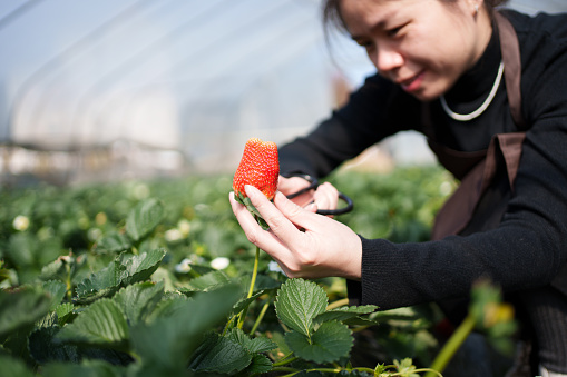 Asian woman picking strawberries