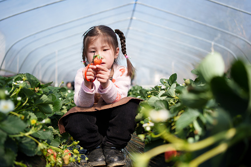 Asian little girl picking strawberries