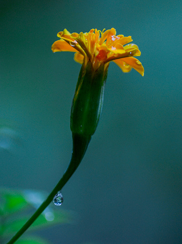 Calendula flowers on a smooth background after rain