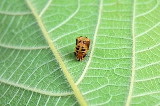 Ladybug larva on a leaf