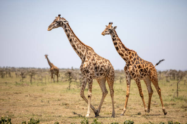 istock Graceful Giants: Giraffe Herd Roaming the Maasai Mara 2019969146