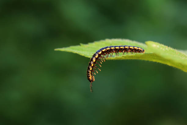 class diplopoda animal in the wild, North China