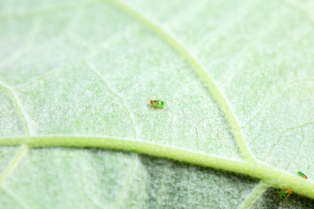 istock Aphids in the wild, North China 2019972817