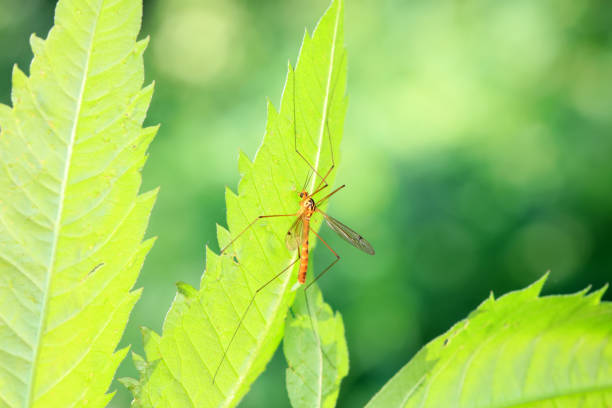 mosquito insect in the wild, North China