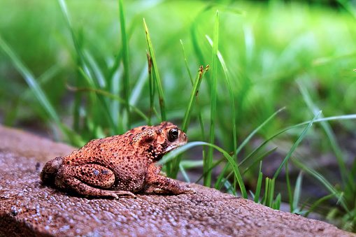 close up of a frog sitting among the grass