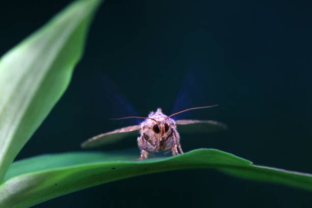 Lepidoptera insects in the wild, North China