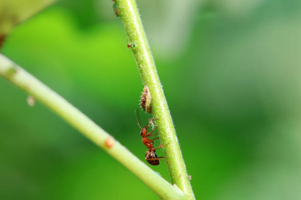 A colony of green wingless aphids on a raspberry shoot and ants drinking honeydew secreted by these insects.