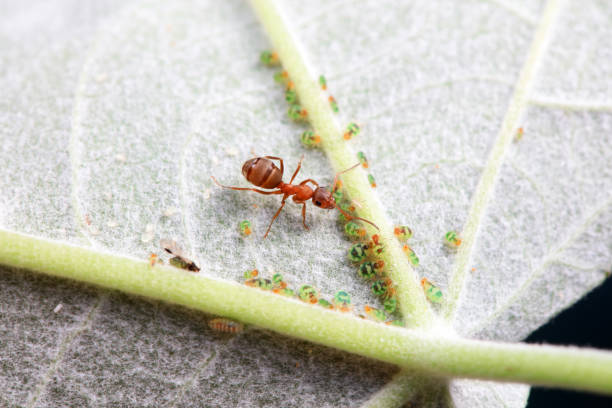 istock Ants in the wild, North China 2019983515