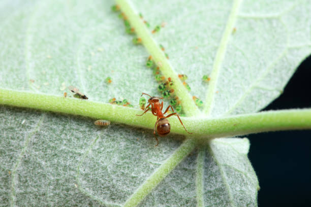 istock Ants in the wild, North China 2019985067
