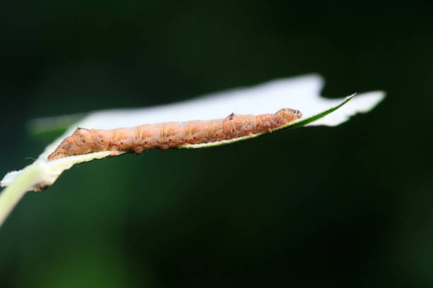istock Lepidoptera larvae in the wild, North China 2019991865