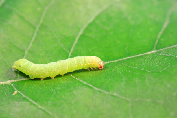 istock Lepidoptera larvae in the wild, North China 2019992905