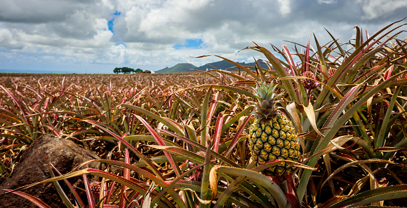 A pineapple plant thriving in a Mauritian field, showcasing the natural growth and development of the fruit.