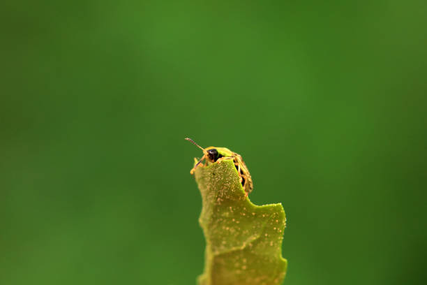 Hispidae family insect crawl on plants, North China