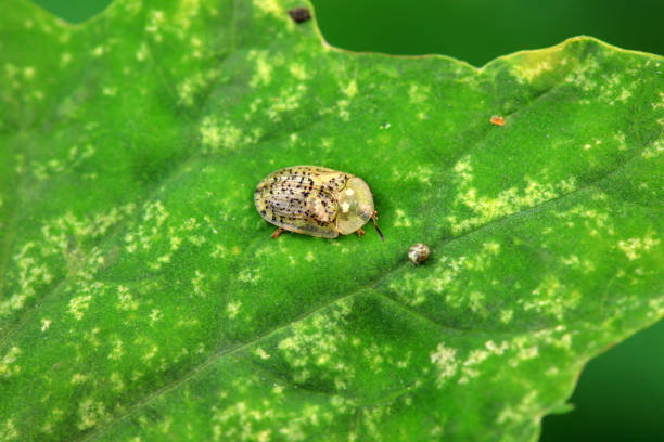 istock Hispidae family insect crawl on plants, North China 2019998214