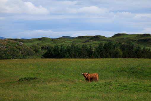 Traditional scottish cows, hairy coos in a field in a rural area.