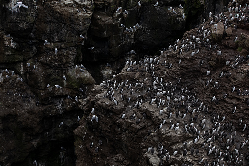 Large bird colony in the scottish islands including Black Guillemot, Puffins, Glaucous Gull etc