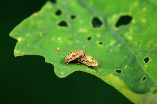 Hispidae family insect crawl on plants, North China