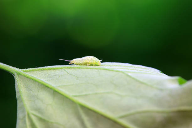 Hispidae family insect crawl on plants, North China